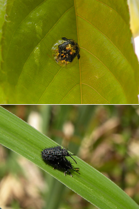 クロトゲハムシ