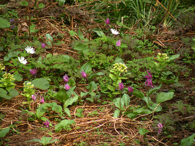 鮭川村でチョウ類保全シンポジウム