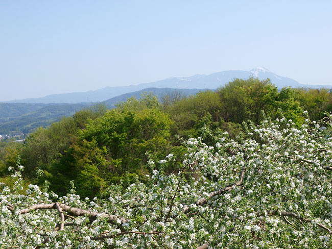 リンゴが満開