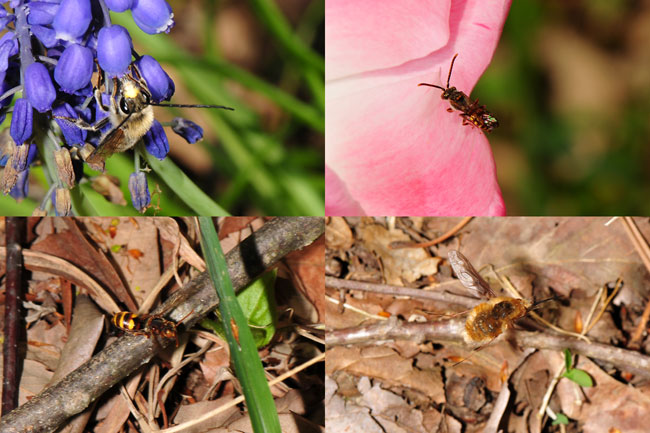 キマダラハナバチ