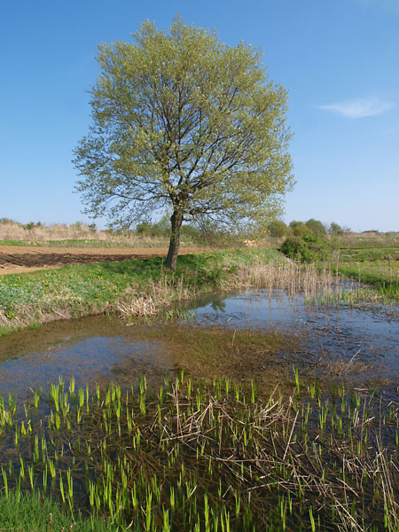 池の畔のクルミ