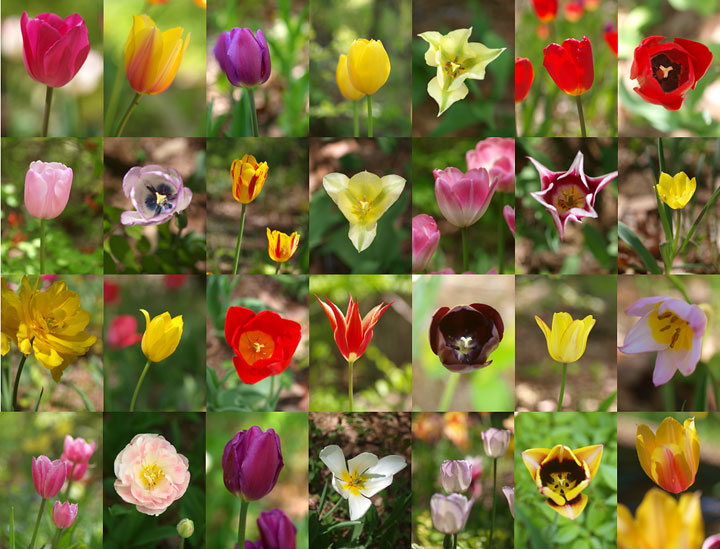 庭のチューリップ