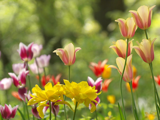 今日のチューリップ