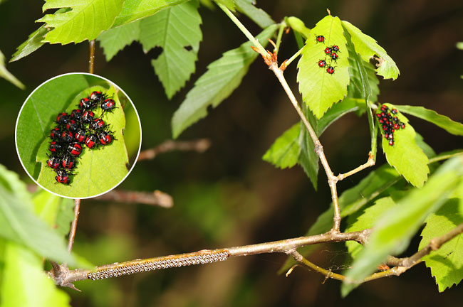 クチブトカメムシ孵化する