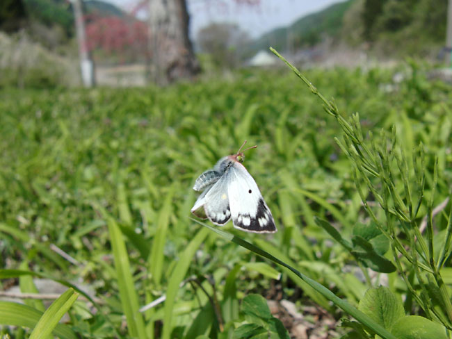 チョウが少ない気がする