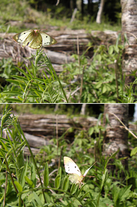 モンキチョウの産卵行動