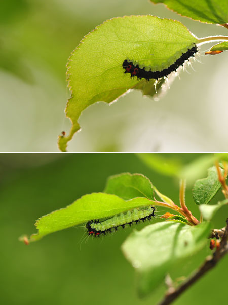 ヒメヤママユの幼虫