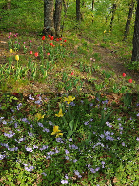 今日の庭のチューリップ