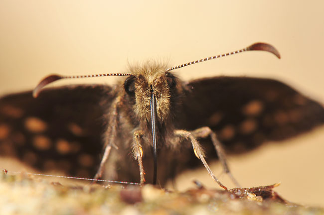 ミヤマセセリの吸水