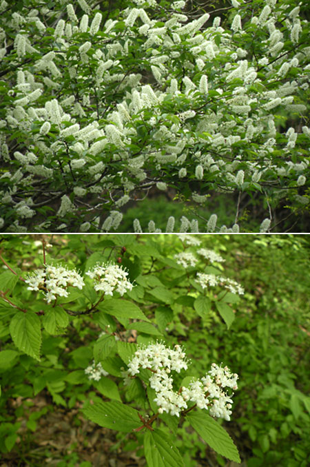 ウワミズラクラ