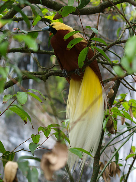ゴクラクチョウ