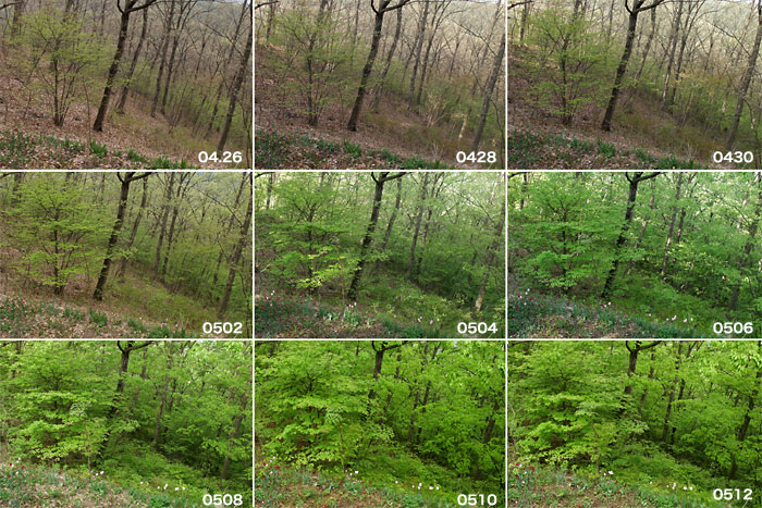 林の変化（定点撮影）