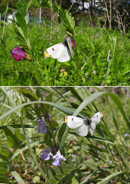 ツマキチョウもそろそろ終わり