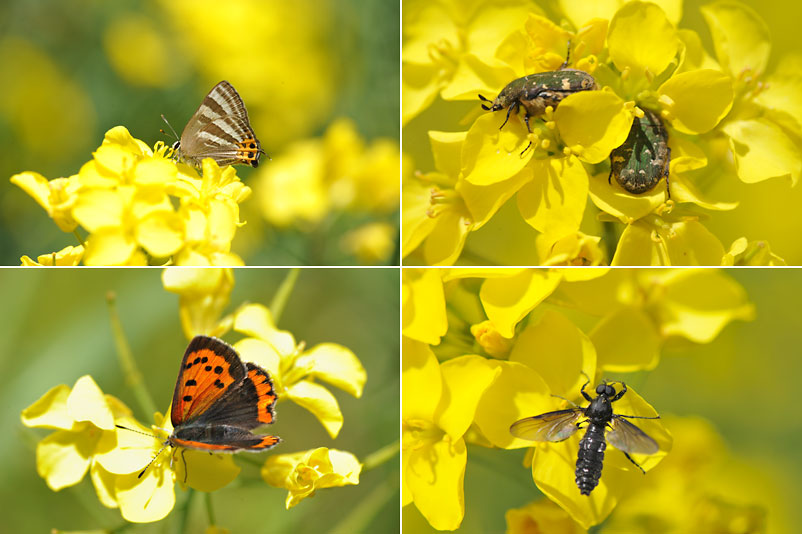 ナノハナ畑の虫
