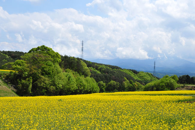 ナノハナ畑