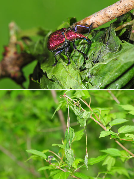 イタヤハマキチョッキリ