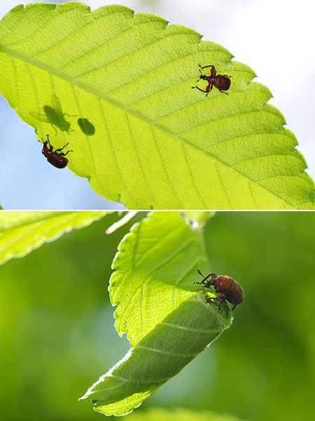 ルイスアシナガオトシブミ