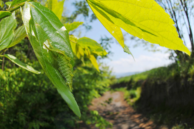 緑色になったオオムラサキの幼虫