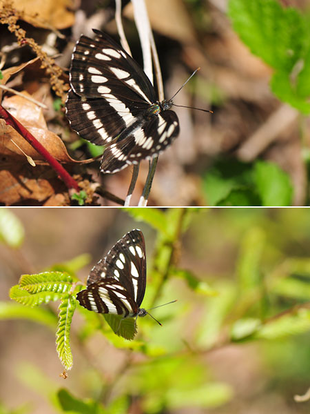 コミスジのオスとメス