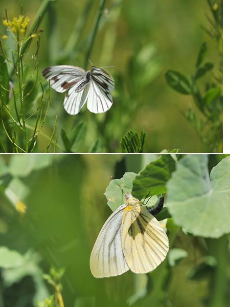 スジグロシロチョウの産卵