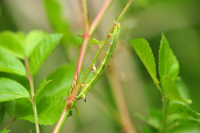 大きくなったキエダシャクの幼虫