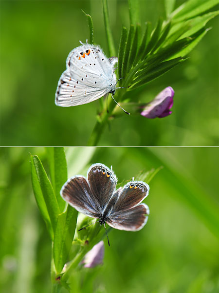 ツバメシジミのメス
