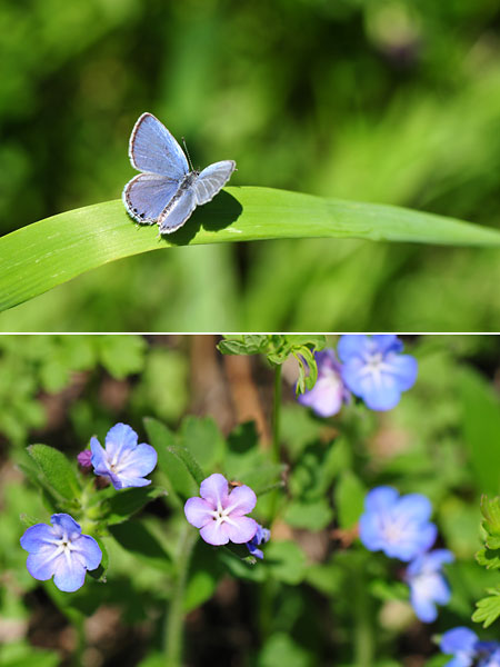 ツバメシジミとホタルカズラの青