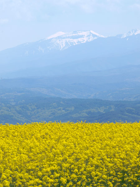 ナノハナ畑と八ヶ岳