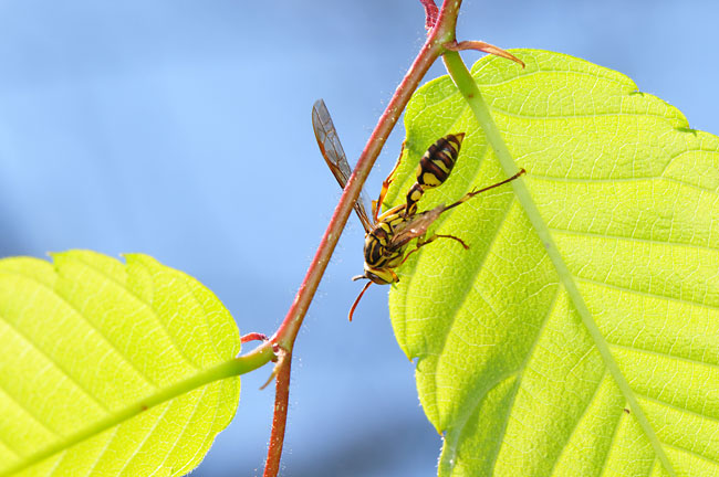 ホソアシナガバチ