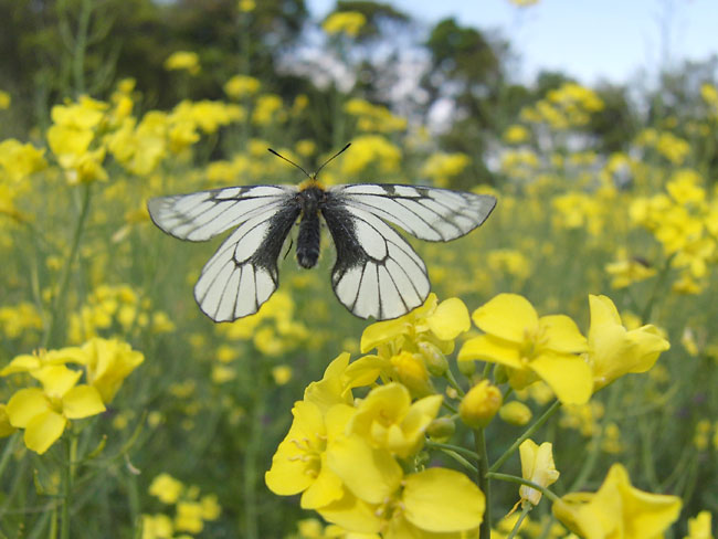 ウスバシロチョウの飛翔