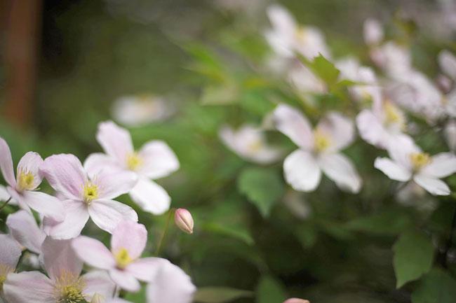 庭のクレマチス