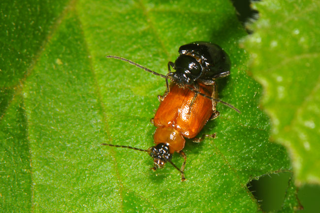 色違いのハムシの交尾