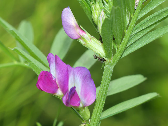 花には見向きもしない