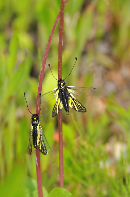 キバネツノトンボ