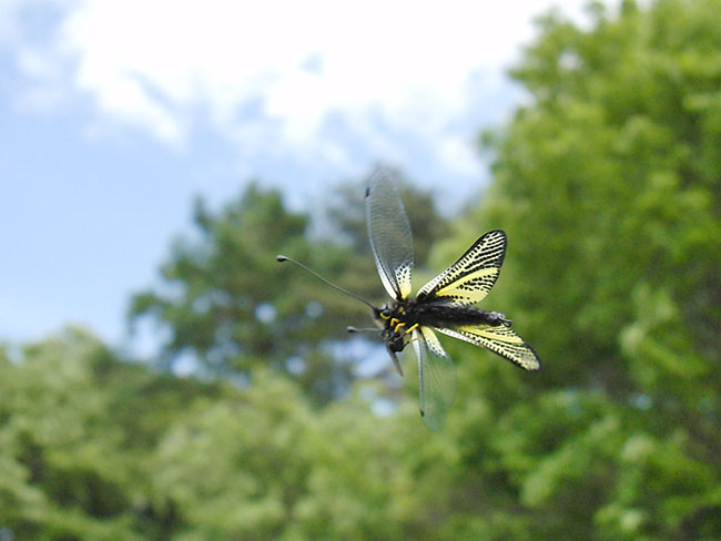 キバネツノトンボの補食