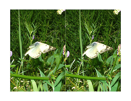 モンキチョウの飛翔。立体写真