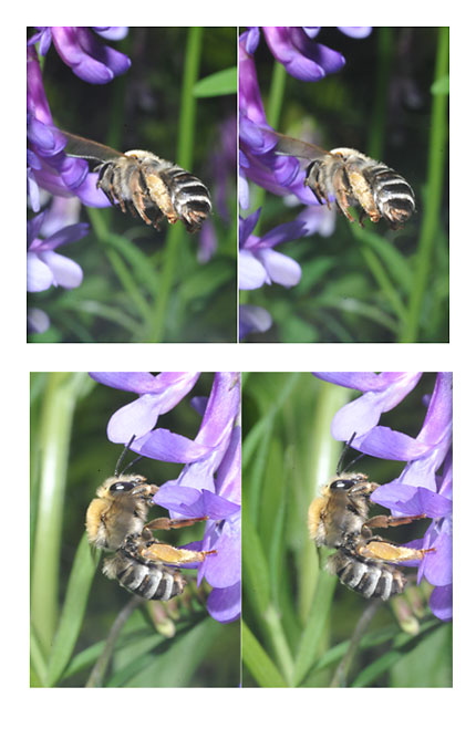 コシブトハナバチの立体写真