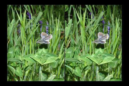 ツバメシジミの飛翔