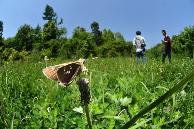 ミヤマチャバネセセリのいるところ