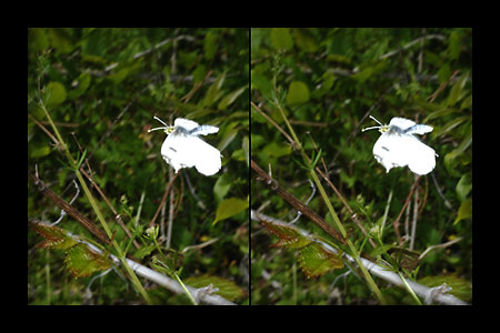 ツマキチョウの飛翔