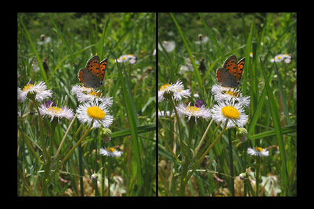 ベニシジミを立体写真で