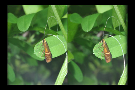 ホソオビヒゲナガガ