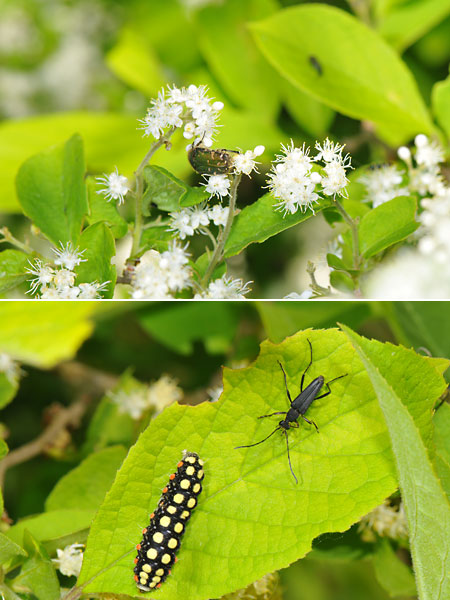 サワフタギの花