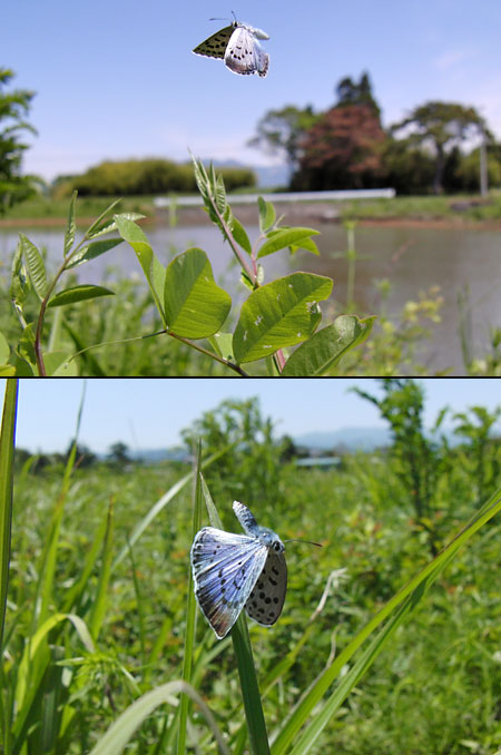 オオルリシジミの飛翔