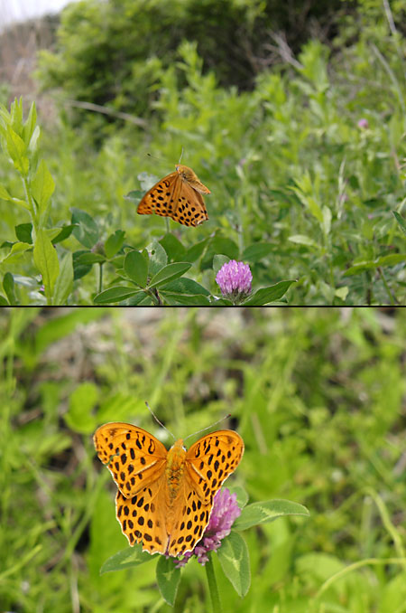 クモガタヒョウモン登場