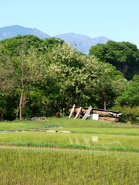 田植えが終わる