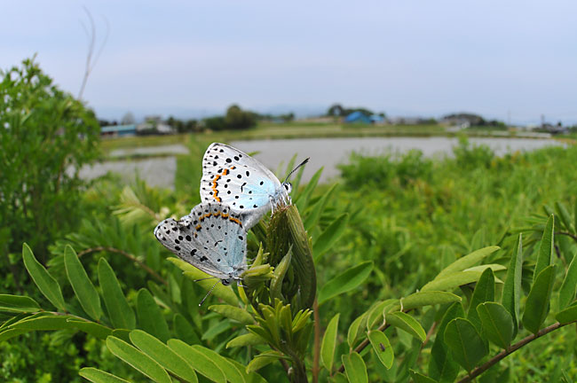 オオルリシジミの交尾