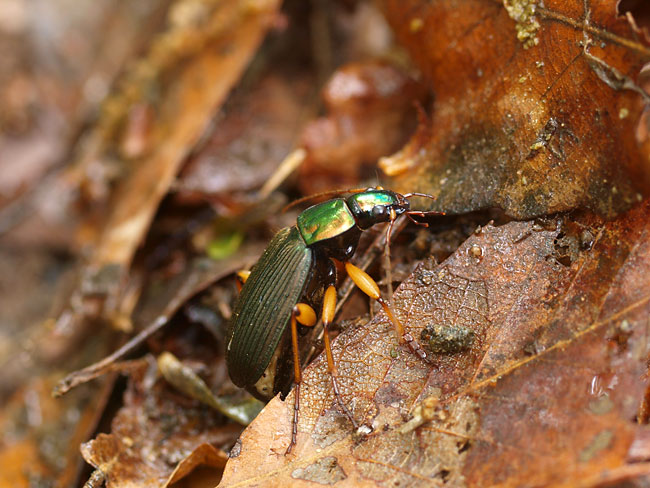 スジアオゴミムシ
