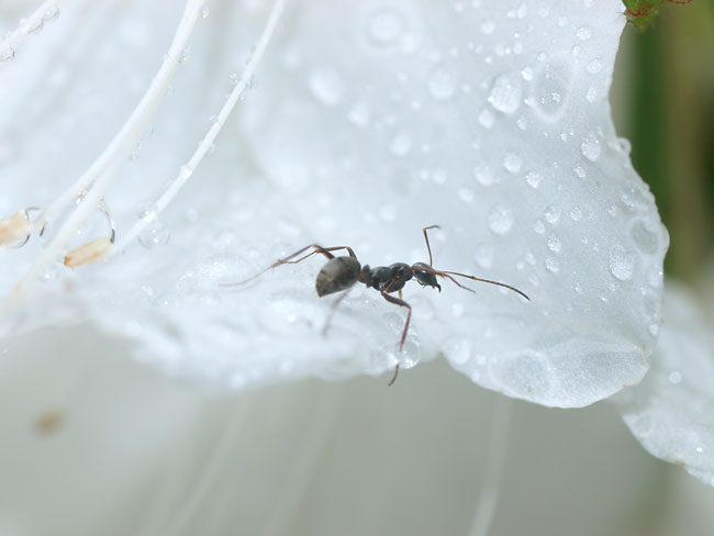 雨とアリ
