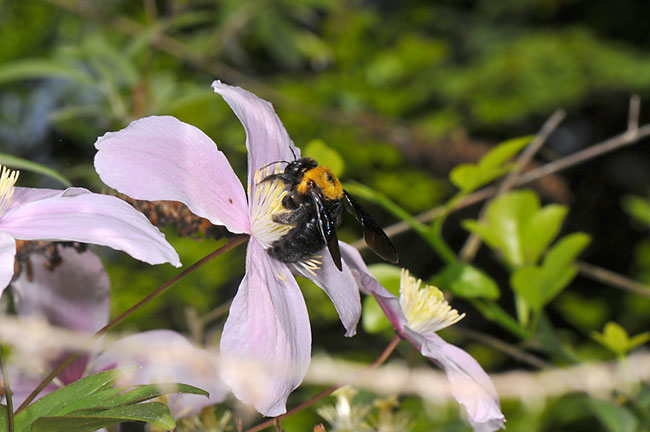 クレマチスに来たクマバチ